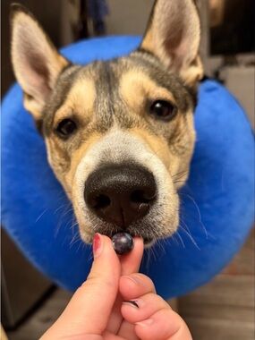 Dog post surgery Recovery Collar - Blue Neck Inflatable Cone Collar-M
